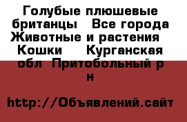 Голубые плюшевые британцы - Все города Животные и растения » Кошки   . Курганская обл.,Притобольный р-н